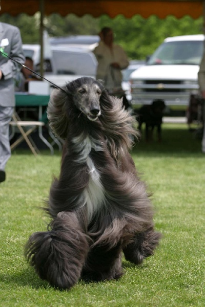 CH. Rhadamanthe sikandar d'Hezaradjah