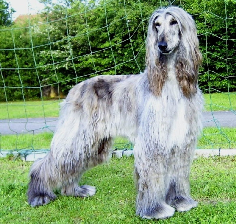 Blue Délire d'Hezaradjah