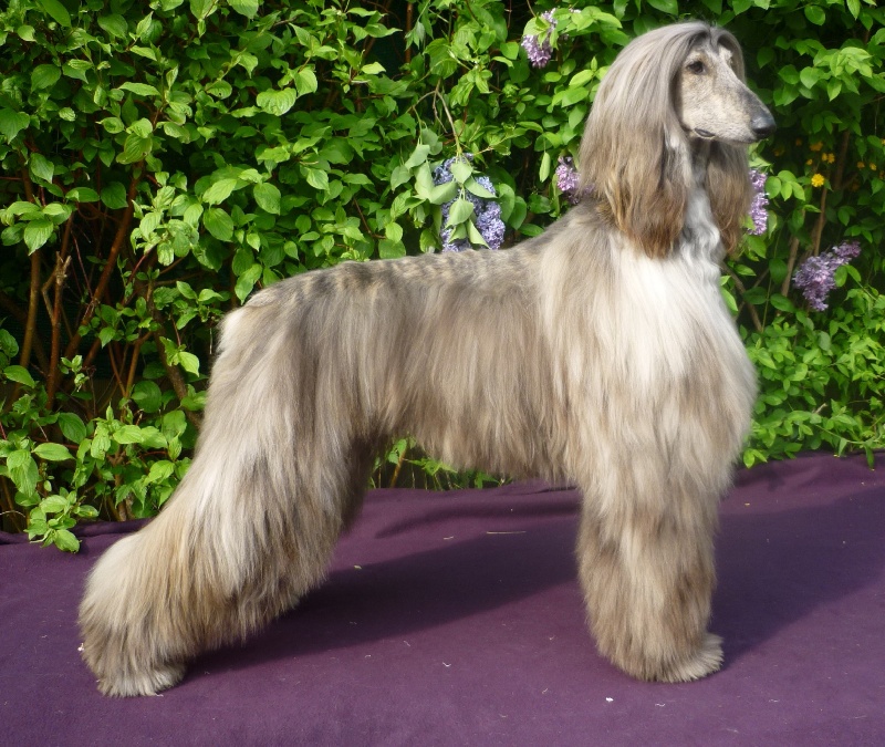 Dance into the light d'Hezaradjah